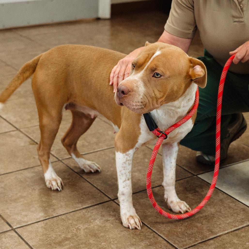 Enlarge Ella(was Marshmallow), a Adoptable mixed breed in Mocksville, NC image 3/4