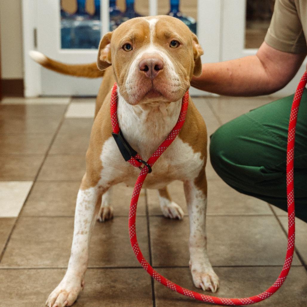 Enlarge Ella(was Marshmallow), a Adoptable mixed breed in Mocksville, NC image 4/4