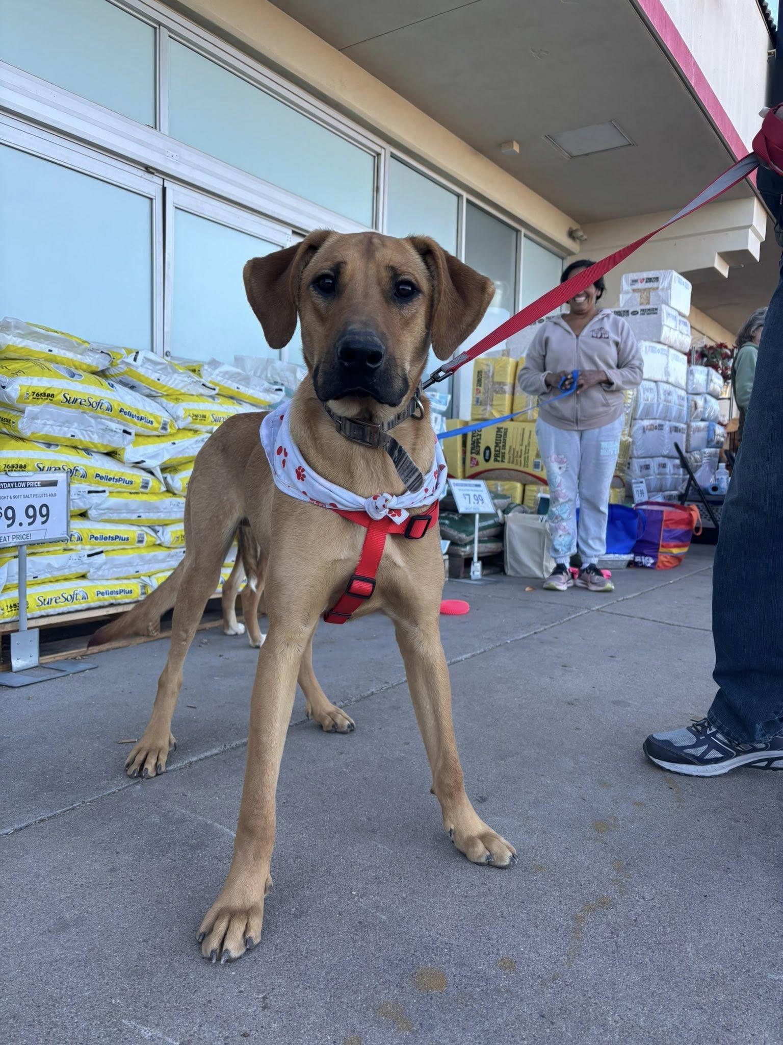 Theo, Adoptable, Young Male Labrador Retriever & Black and Tan Coonhound.