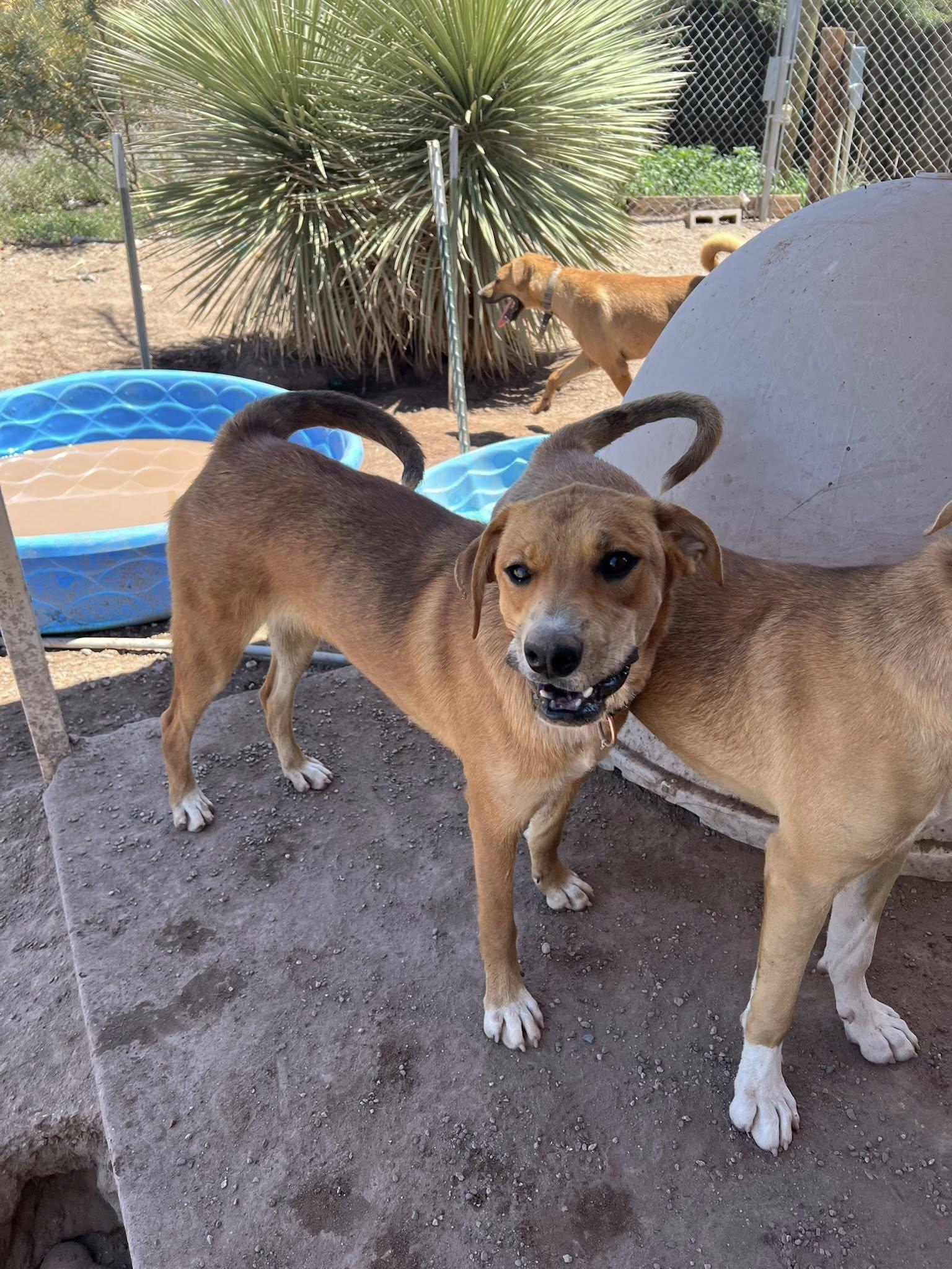 Theo, Adoptable, Young Male Labrador Retriever & Black and Tan Coonhound.