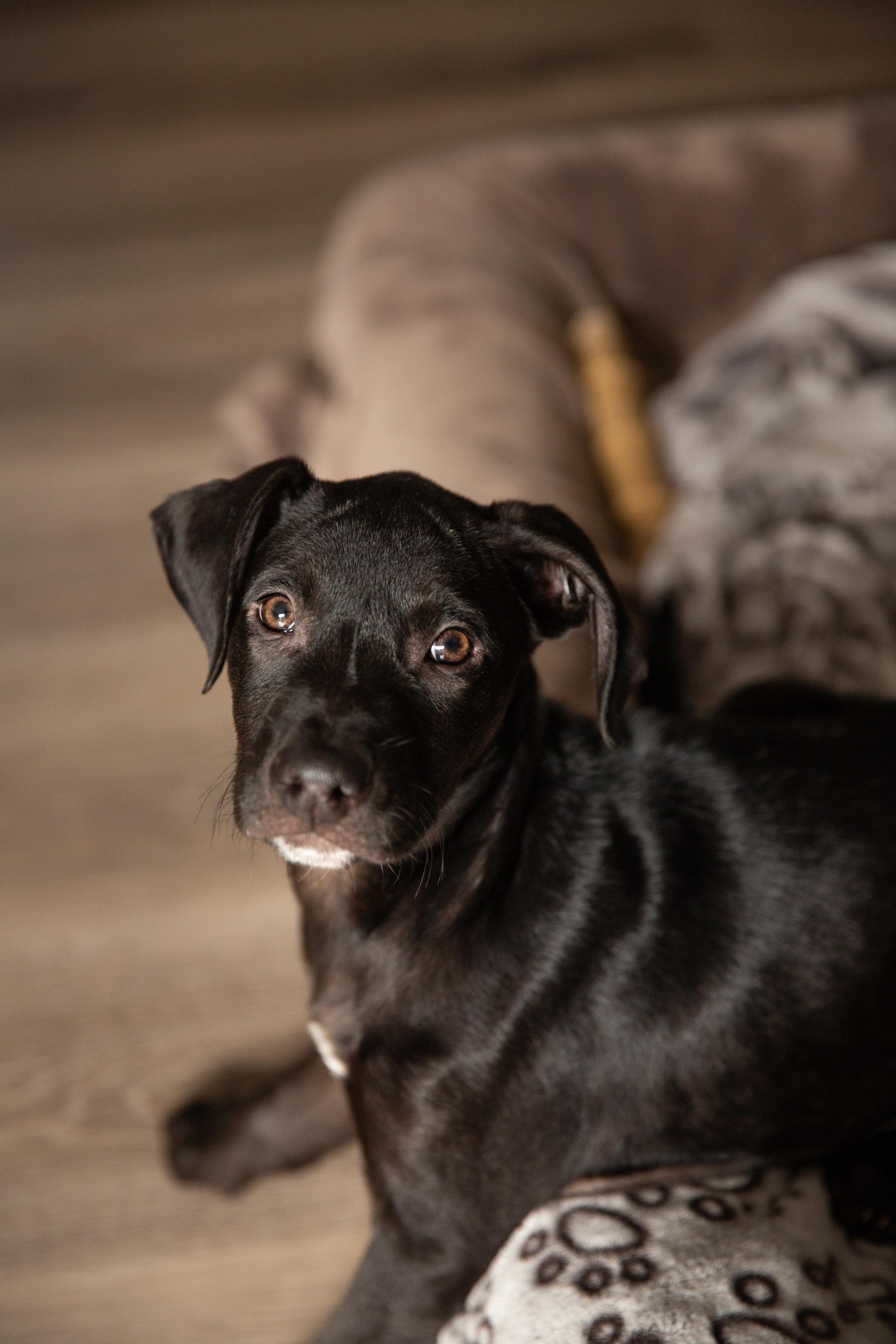 Moe, a Adopted mixed breed in Chesterville, ON image 1/2