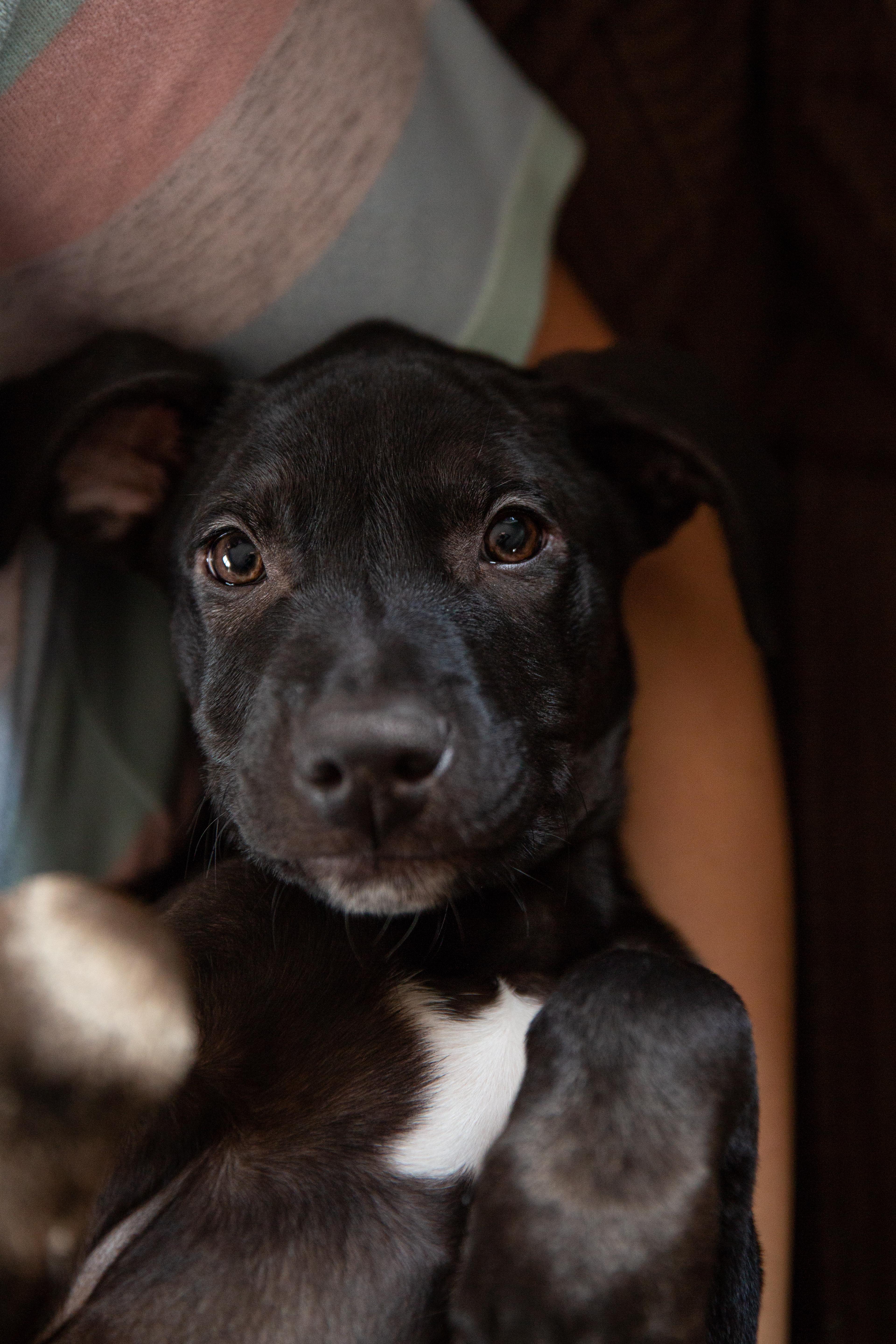 Moe, a Adopted mixed breed in Chesterville, ON image 2/2