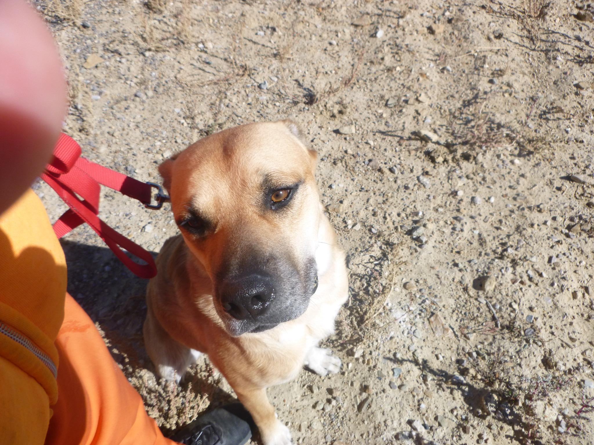 Simba, Adoptable, Adult Male Yellow Labrador Retriever.