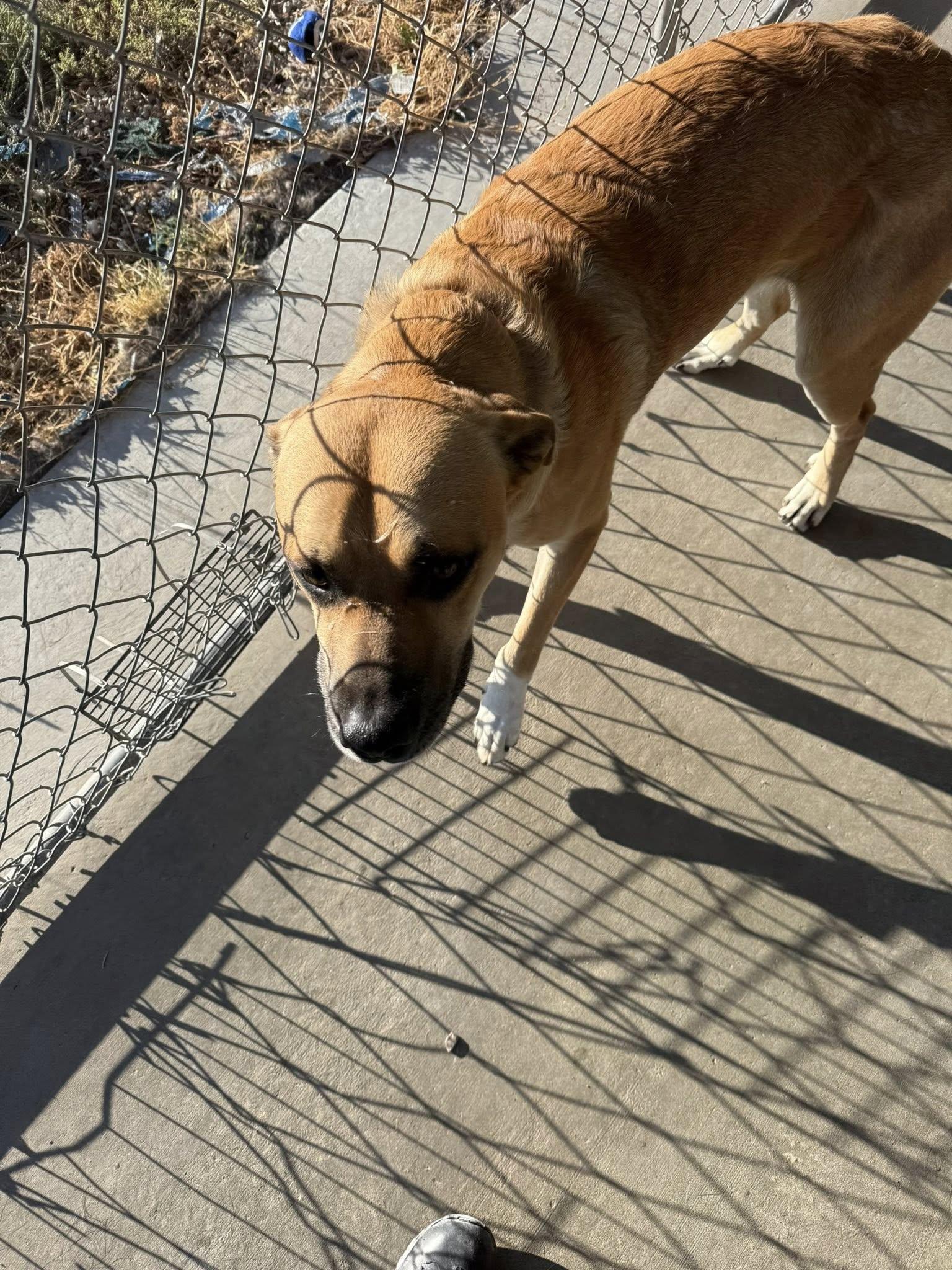 Simba, an adoptable Yellow Labrador Retriever in Rawlins, WY, 82301 | Photo Image 2