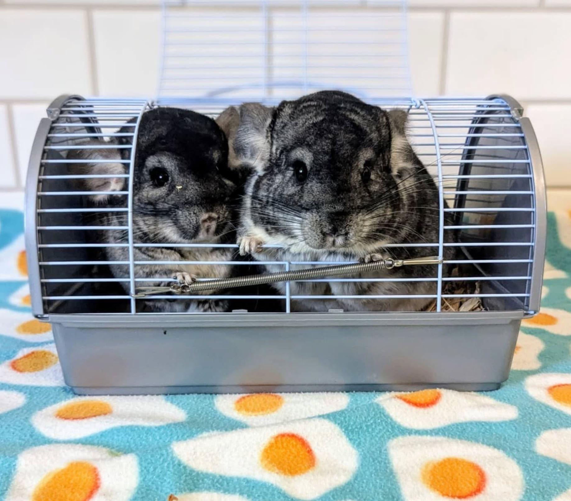 Louise & Thelma, a Adoptable Chinchilla in Modesto, CA image 2/2