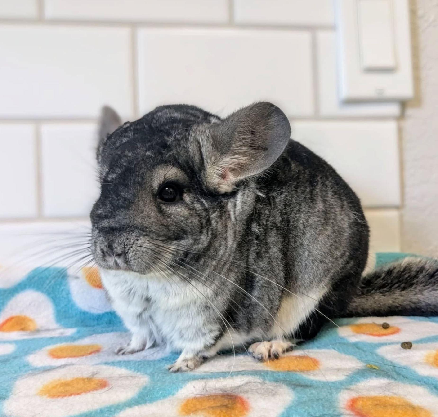 Louise & Thelma, a Adoptable Chinchilla in Modesto, CA image 1/2