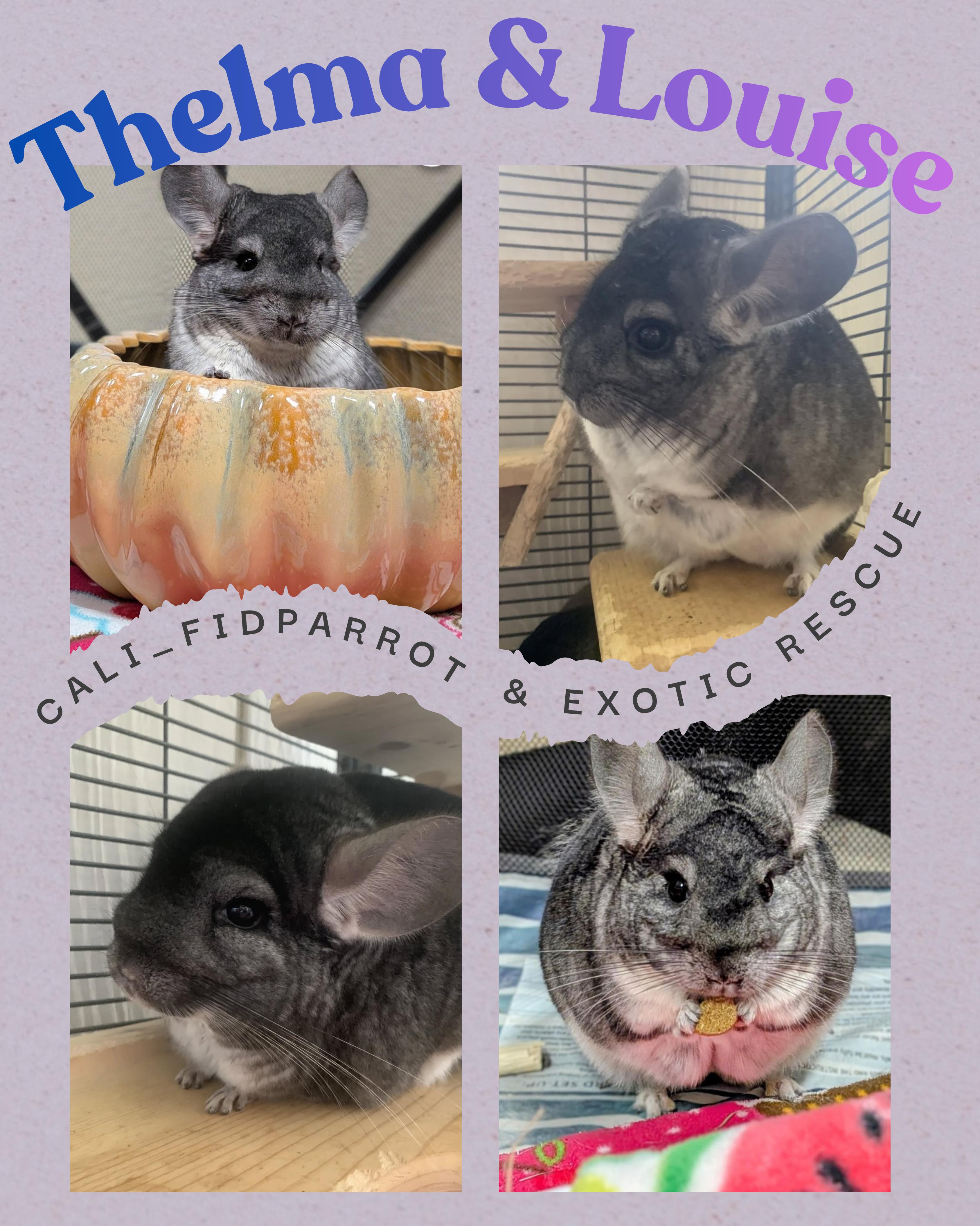 Louise & Thelma, Adoptable, Adult Female Chinchilla.