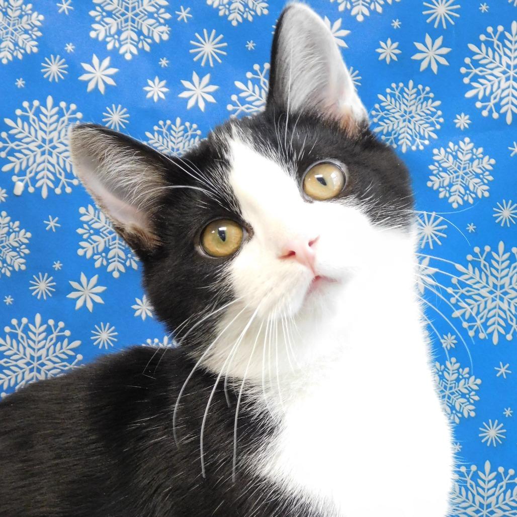 Enlarge Bruce, a Adoptable Domestic Short Hair in Canton, IL image 1/6