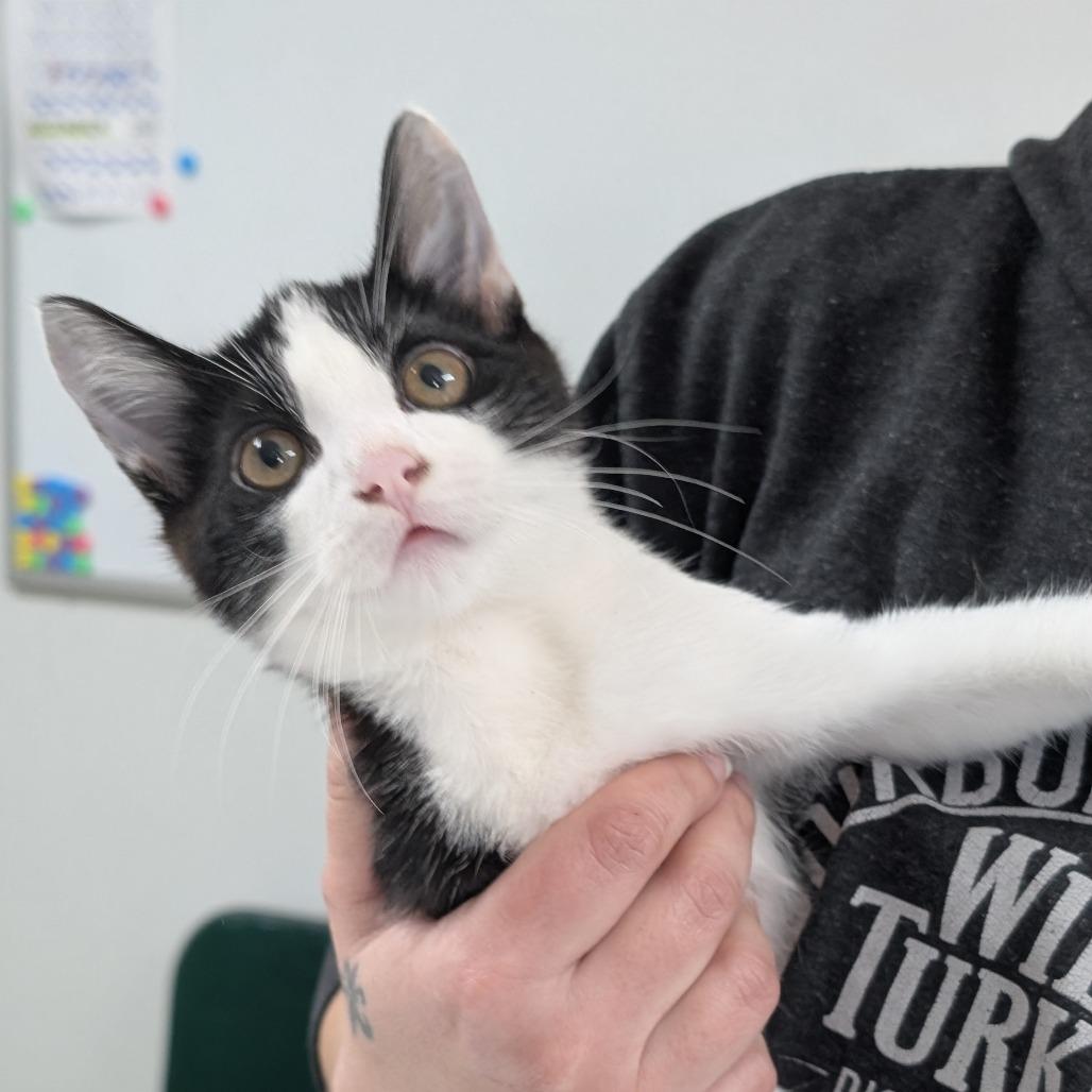 Enlarge Bruce, a Adoptable Domestic Short Hair in Canton, IL image 2/6