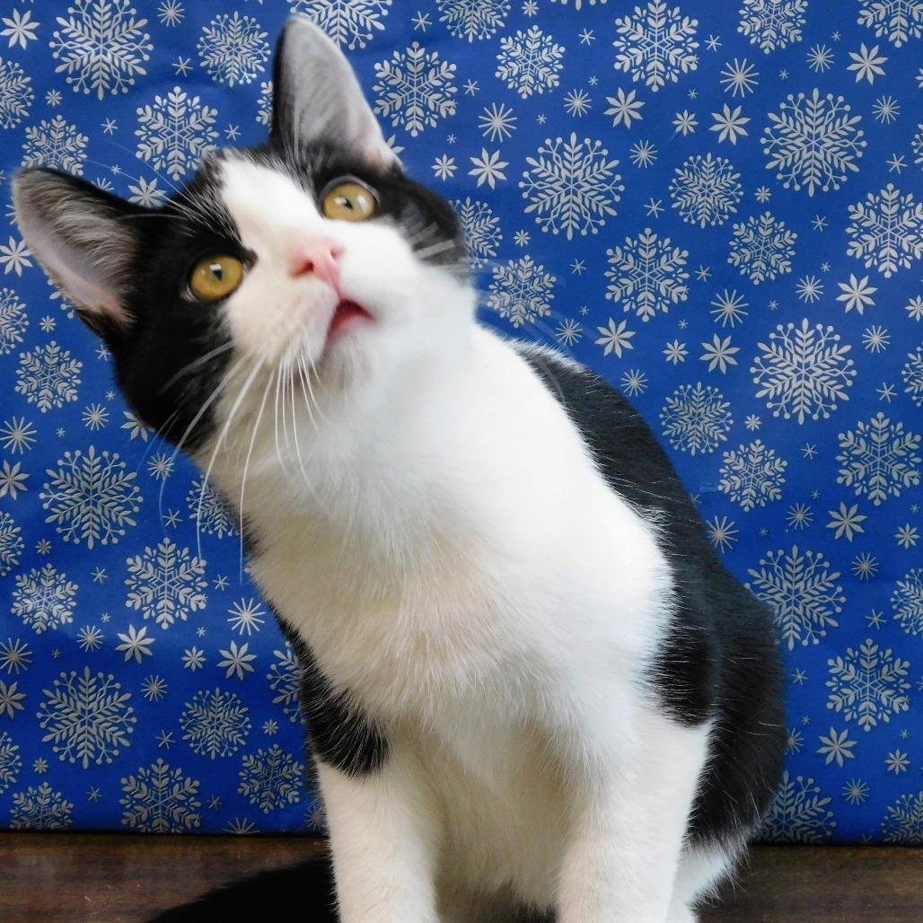 Enlarge Bruce, a Adoptable Domestic Short Hair in Canton, IL image 3/6