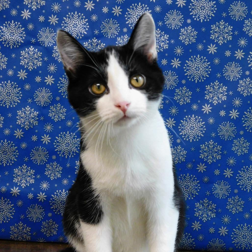 Enlarge Bruce, a Adoptable Domestic Short Hair in Canton, IL image 5/6