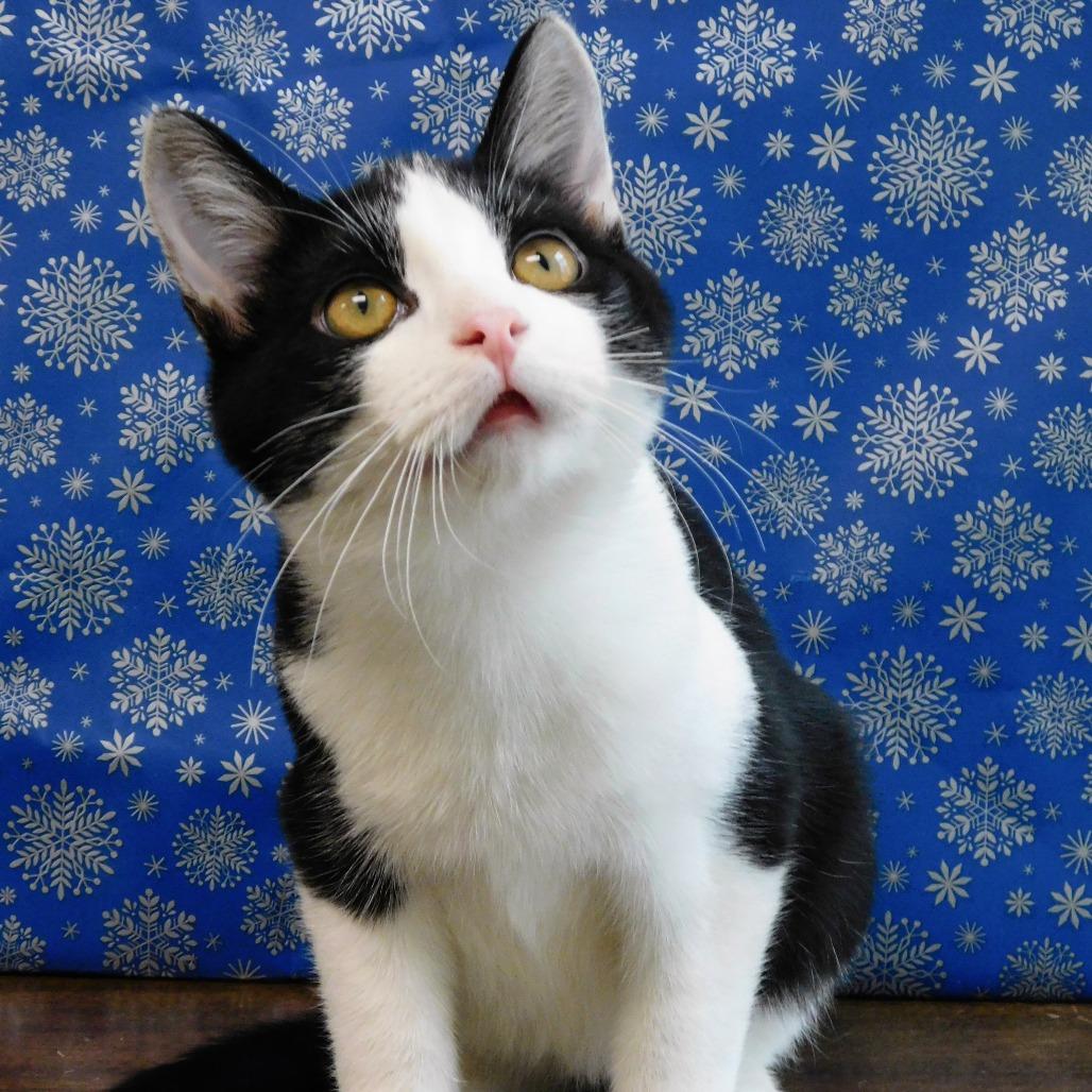 Enlarge Bruce, a Adoptable Domestic Short Hair in Canton, IL image 6/6