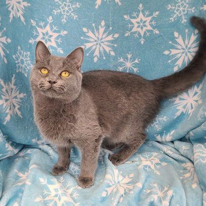 Enlarge 6829 (George), a Adoptable Domestic Short Hair in Lake City, MI image 1/2