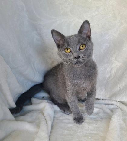 6829 (George), Adoptable, Kitten Male Domestic Short Hair.
