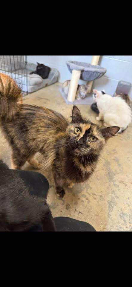 Martha 070211, an adoptable Domestic Medium Hair in Amory, MS, 38821 | Photo Image 1