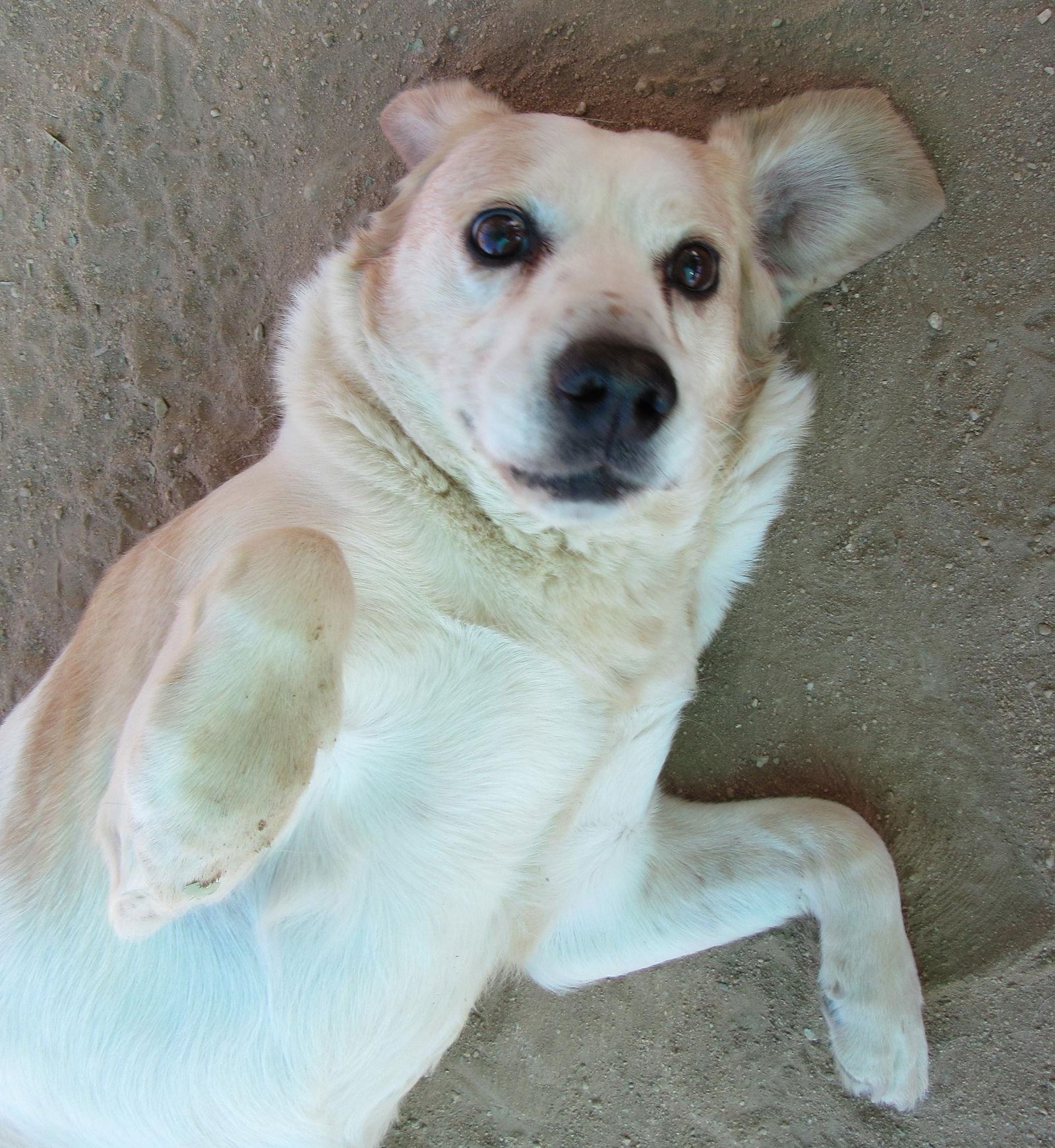 Spuds -, a Adoptable mixed breed in Apple Valley, CA image 1/3