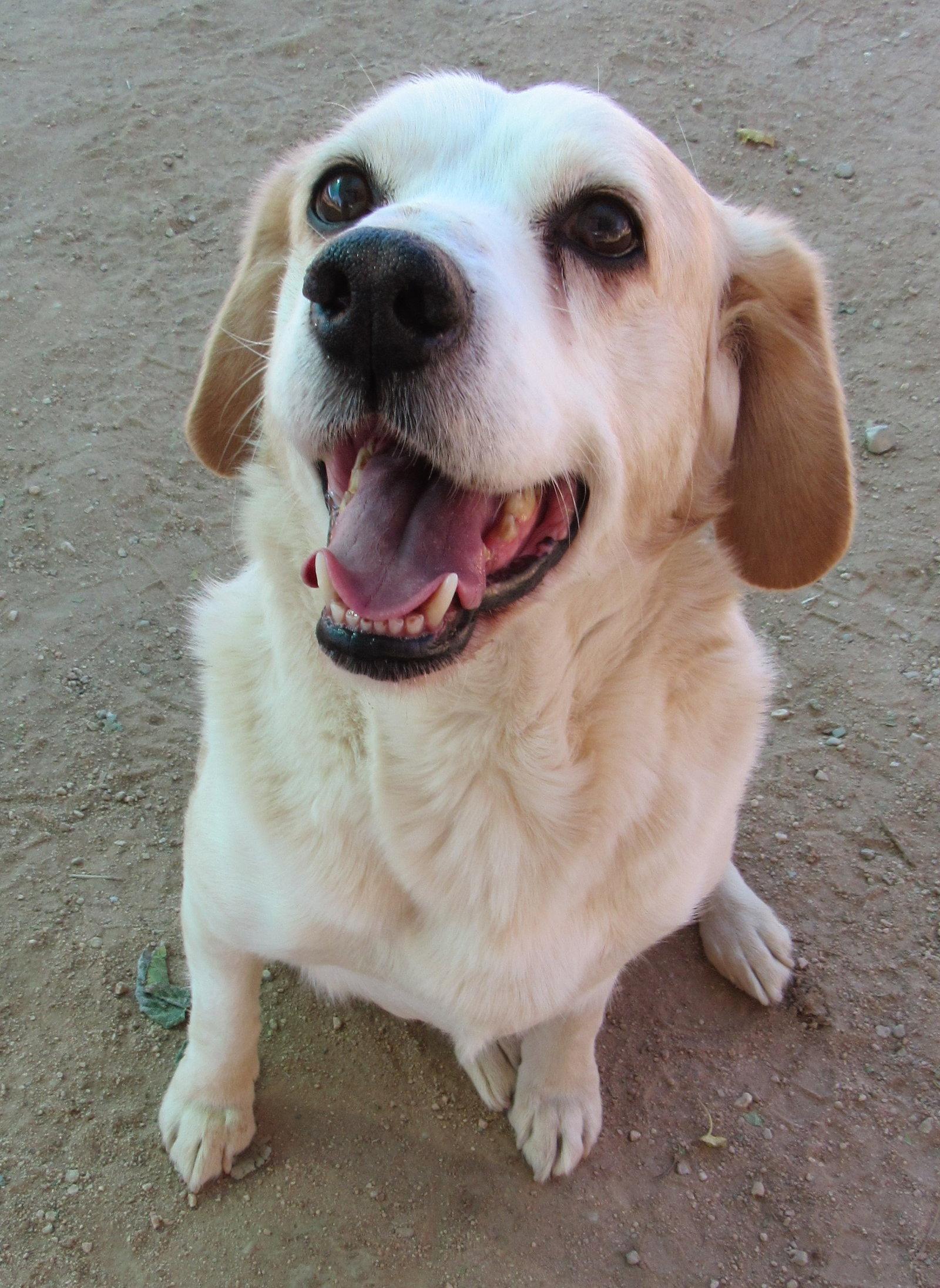 Enlarge Spuds -, a Adoptable mixed breed in Apple Valley, CA image 3/3