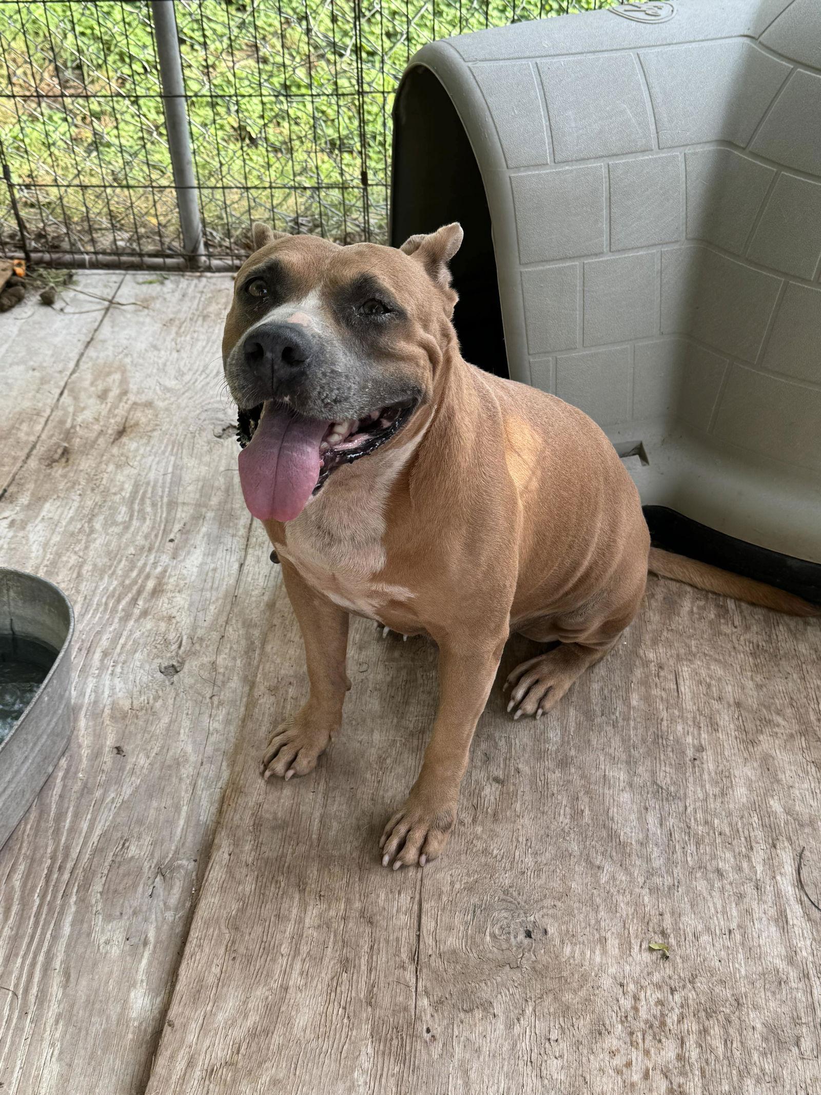 Cinnamon, Adoptable, Young Female Pit Bull Terrier.