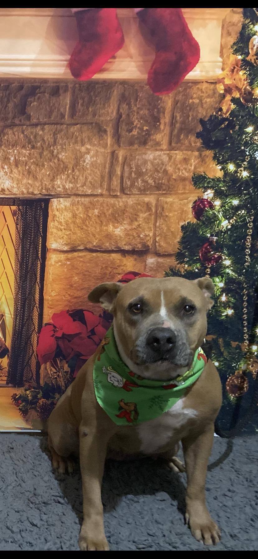 Cinnamon, a Adoptable Pit Bull Terrier in Shillington, PA image 2/2