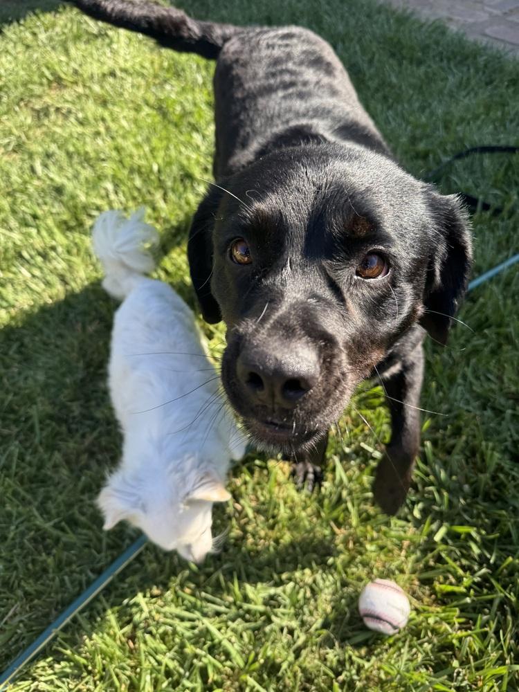 MURPHY, Adoptable, Adult Male Labrador Retriever & Shih Tzu.