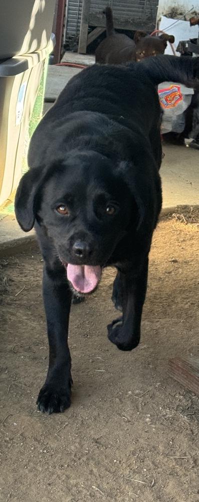 MURPHY, Adoptable, Adult Male Labrador Retriever & Shih Tzu.