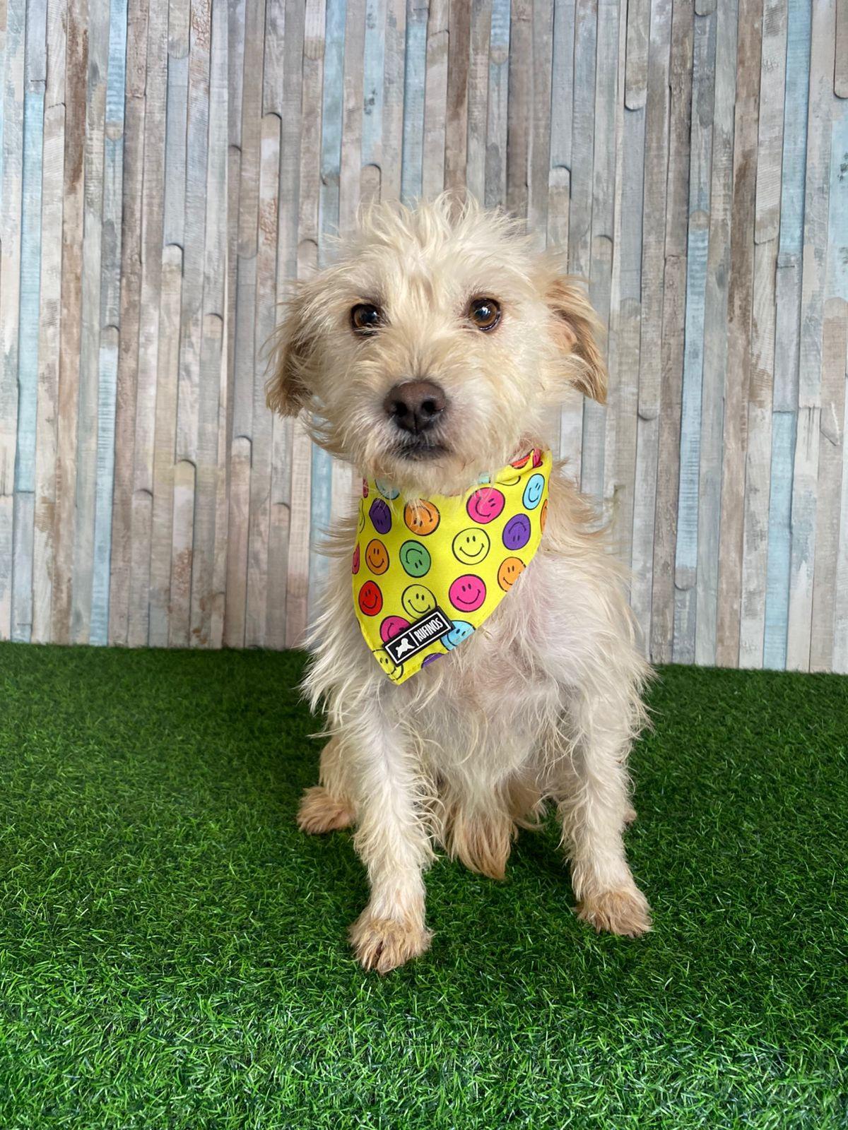SASHA, Adoptable, Adult Female Cairn Terrier.