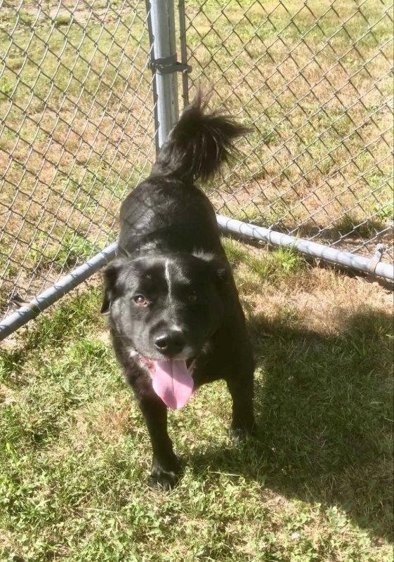 Bongo, Adoptable, Young Male Australian Shepherd & Border Collie.