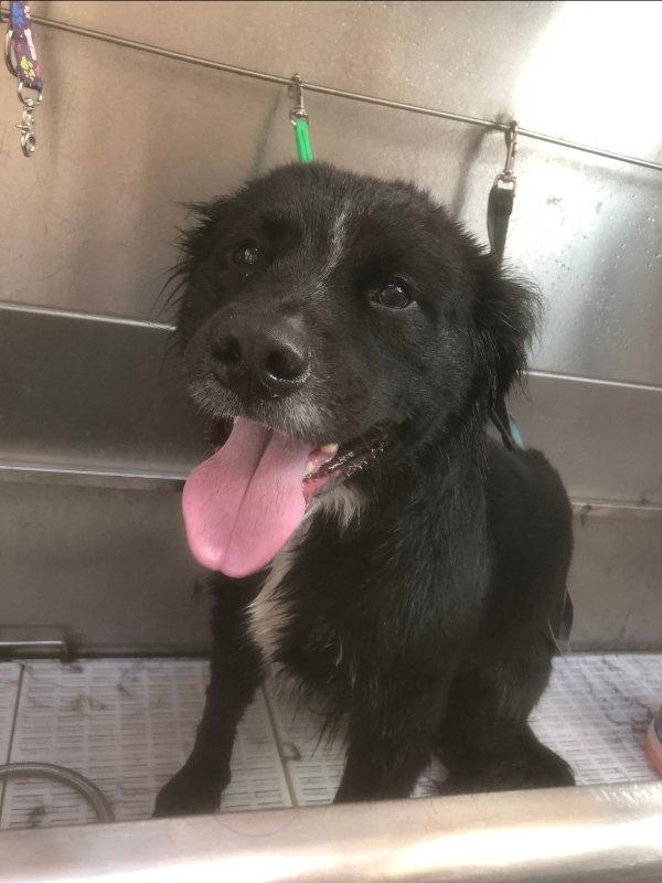 Enlarge Bongo, a Adoptable mixed breed in East Derry, NH image 2/3