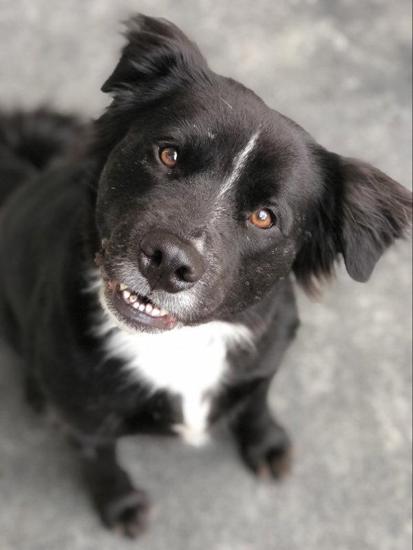 Enlarge Bongo, a Adoptable mixed breed in East Derry, NH image 3/3