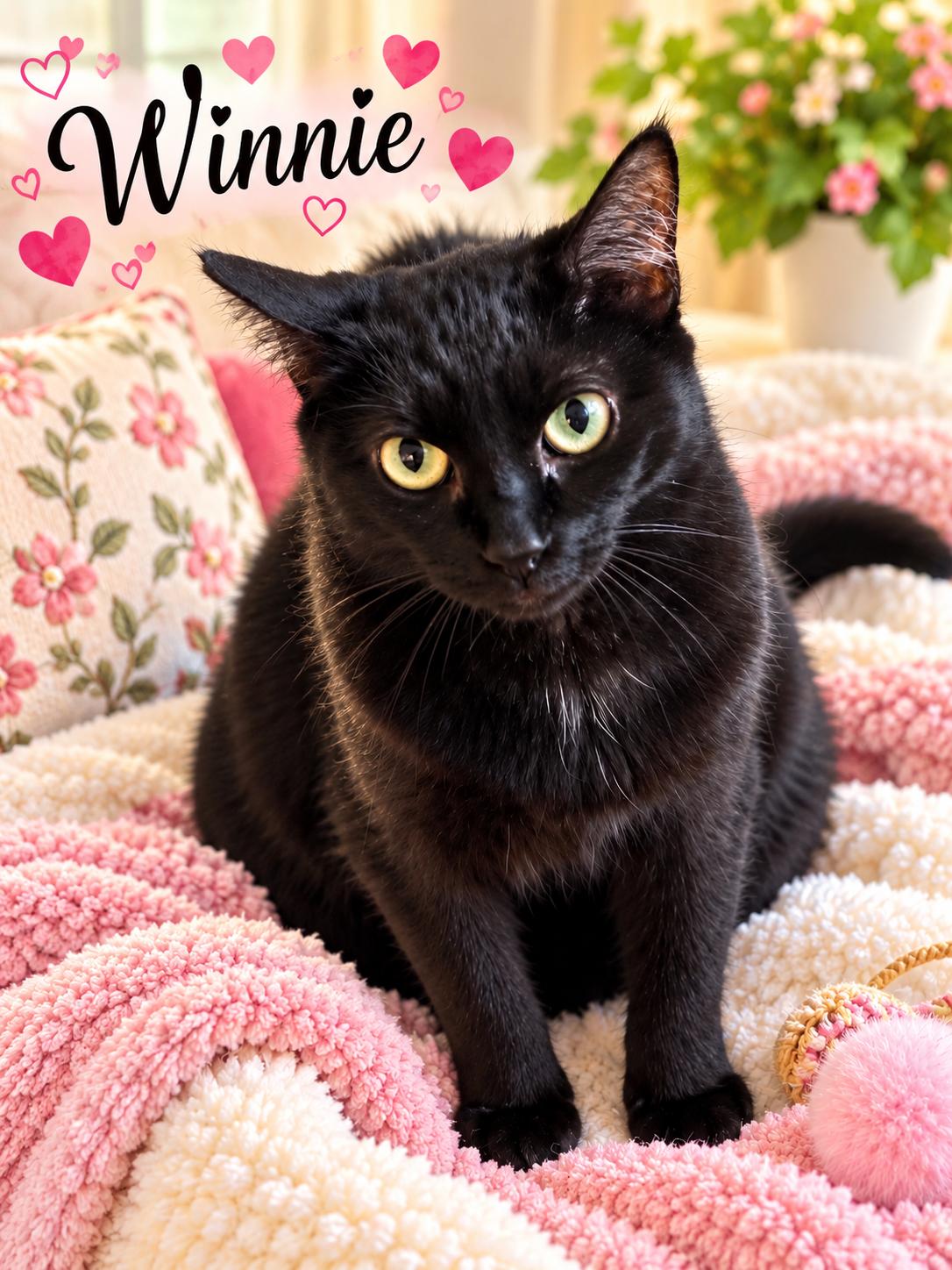 Enlarge WINNIE, "Queen Bee", a Adoptable Domestic Short Hair in Monrovia, CA image 1/5