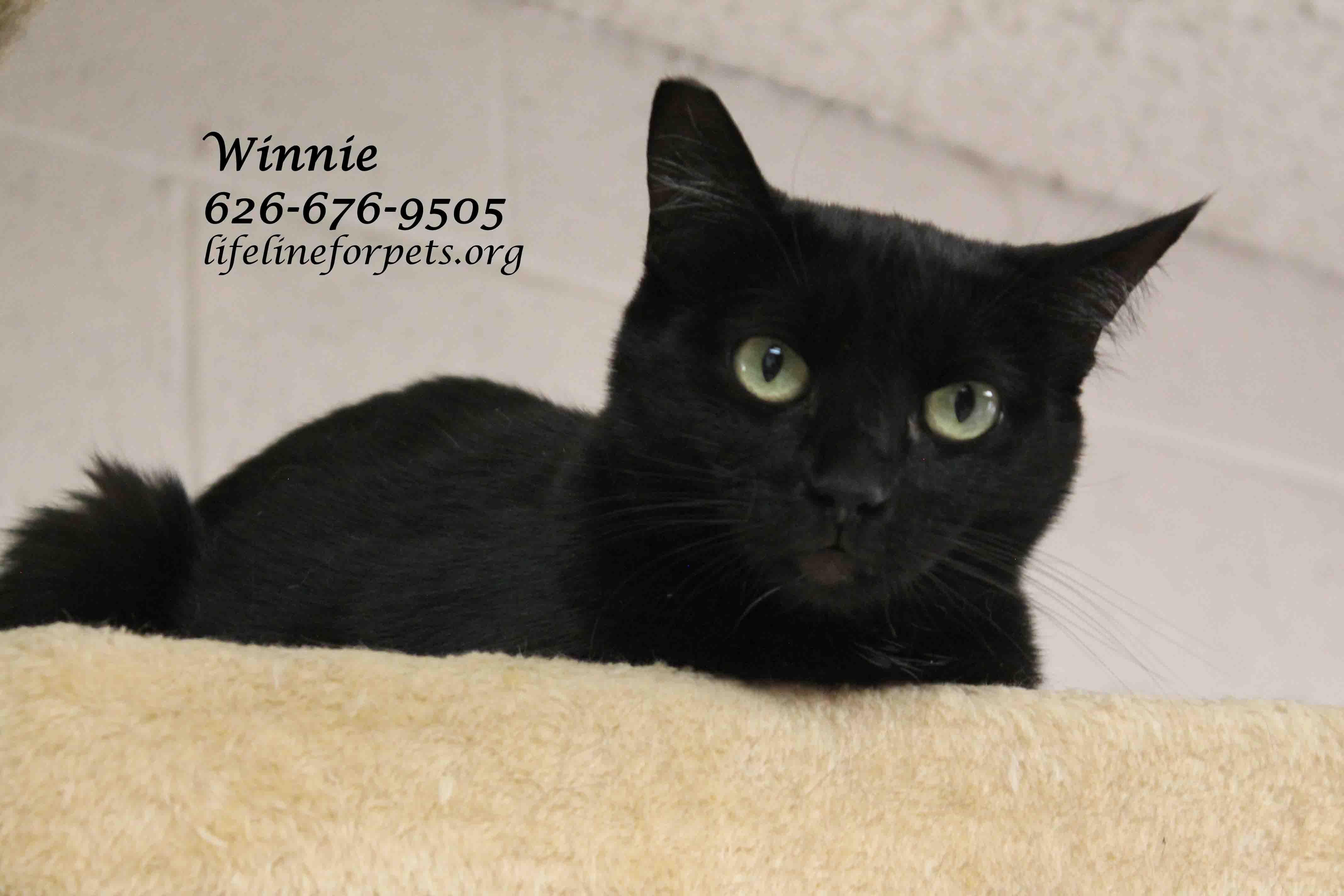 Enlarge WINNIE, "Queen Bee", a Adoptable Domestic Short Hair in Monrovia, CA image 4/5