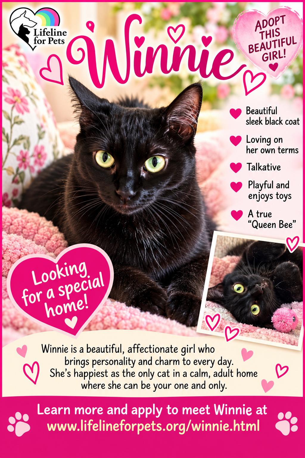 Enlarge WINNIE, "Queen Bee", a Adoptable Domestic Short Hair in Monrovia, CA image 2/5