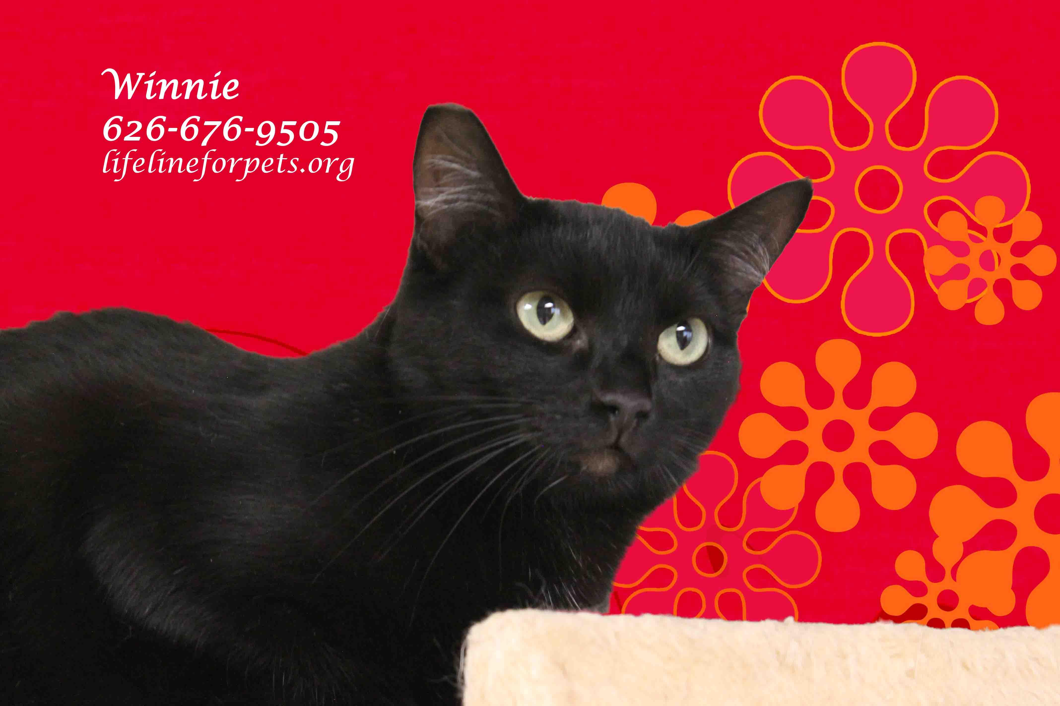 Enlarge WINNIE, "Queen Bee", a Adoptable Domestic Short Hair in Monrovia, CA image 5/5