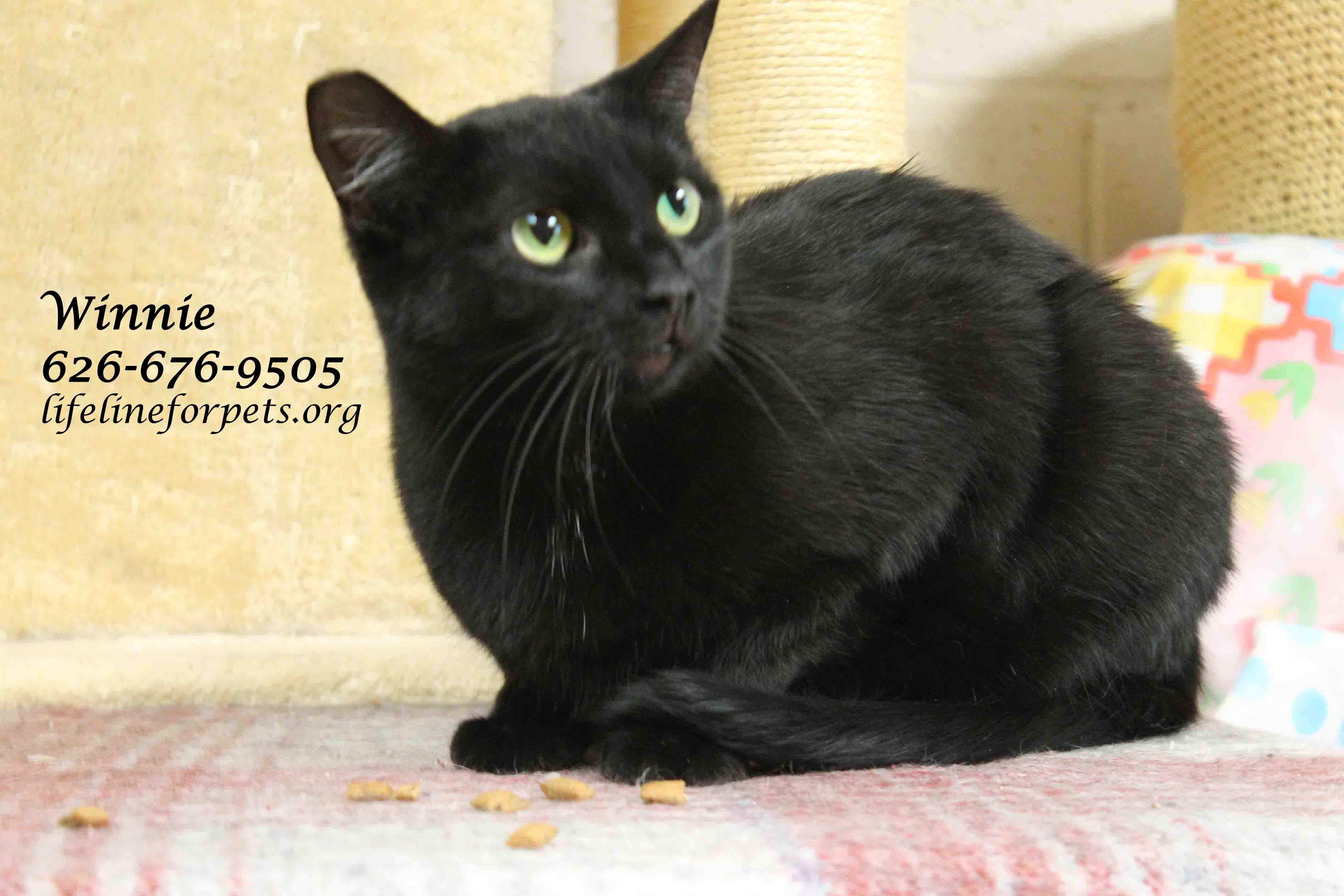Enlarge WINNIE, "Queen Bee", a Adoptable Domestic Short Hair in Monrovia, CA image 2/5