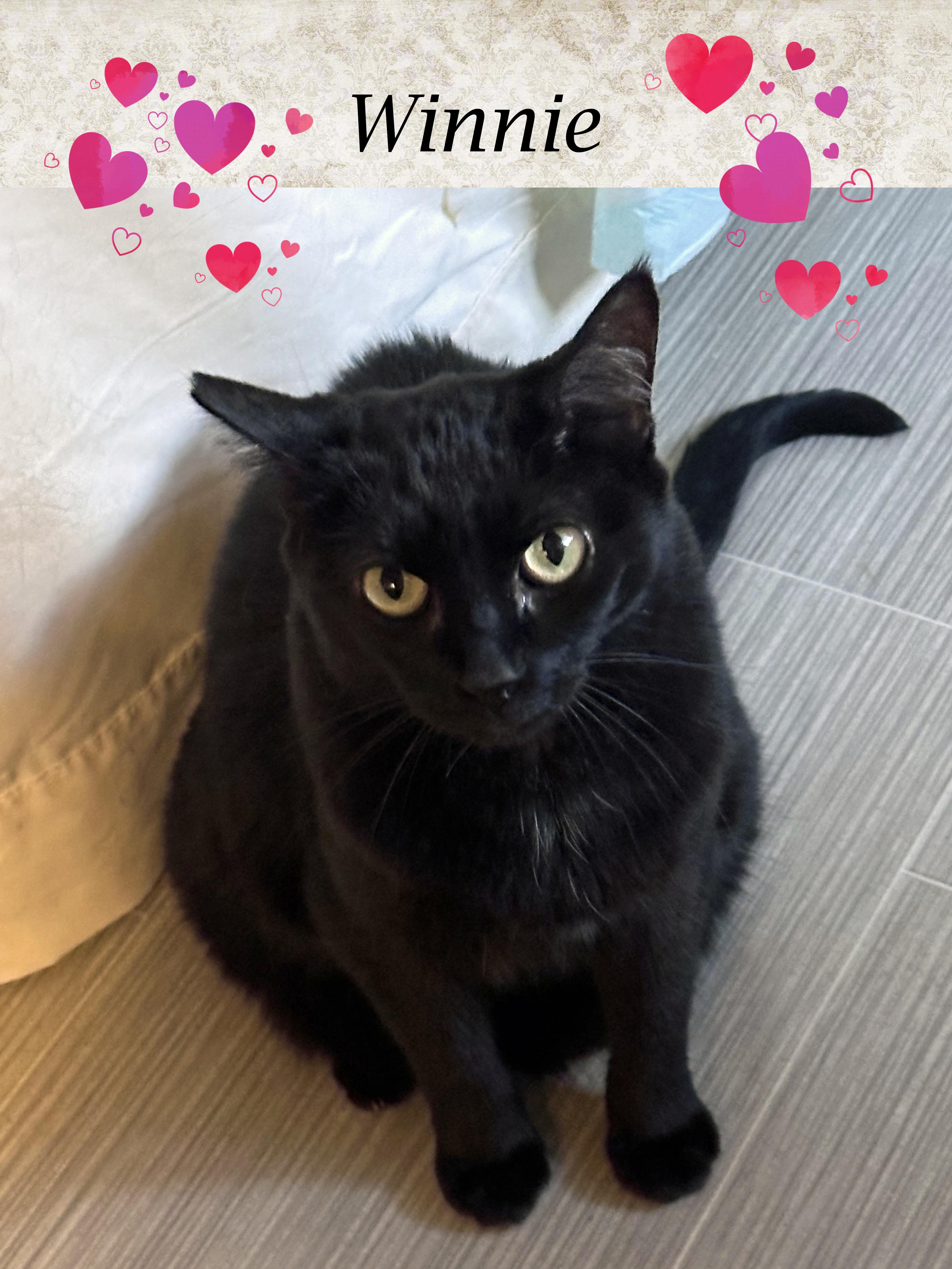 Enlarge WINNIE, "Queen Bee", a Adoptable Domestic Short Hair in Monrovia, CA image 1/5