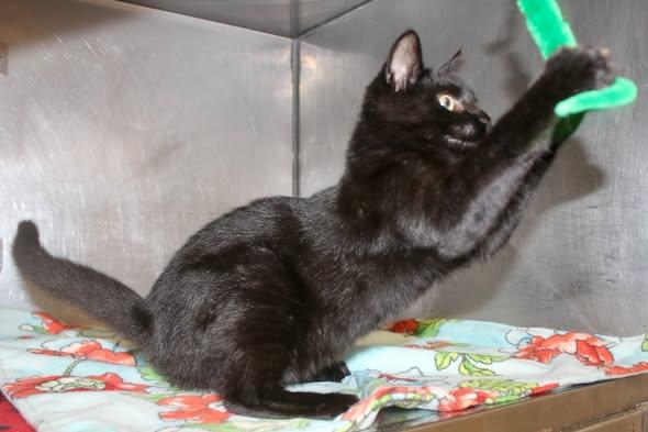 Enlarge RAIN, a Adopted Domestic Short Hair in Brazil, IN image 5/5