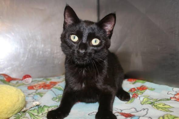 Enlarge RAIN, a Adopted Domestic Short Hair in Brazil, IN image 1/5