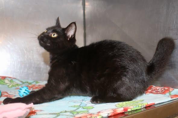 Enlarge RAIN, a Adopted Domestic Short Hair in Brazil, IN image 4/5