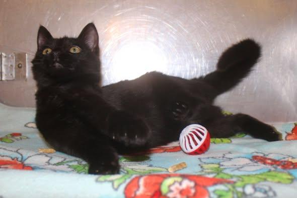 Enlarge RAIN, a Adopted Domestic Short Hair in Brazil, IN image 3/5