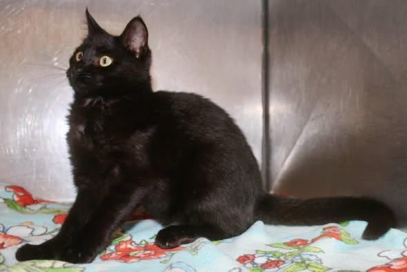 Enlarge RAIN, a Adopted Domestic Short Hair in Brazil, IN image 2/5