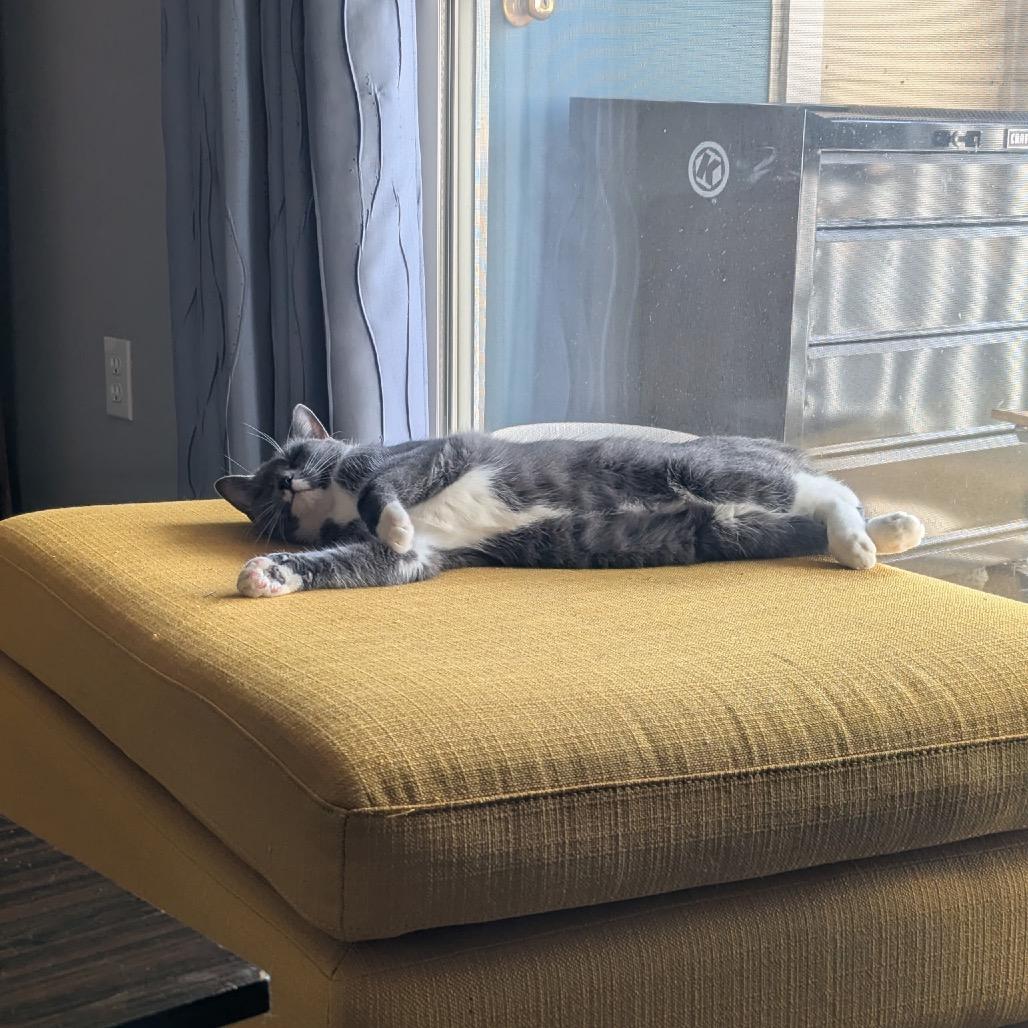 Enlarge Snap, a Adoptable Domestic Short Hair in Boulder, CO image 1/1