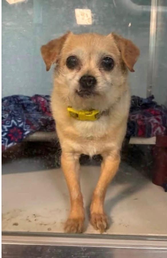 Enlarge Pineapple, a Adoptable mixed breed in Heber City, UT image 1/1