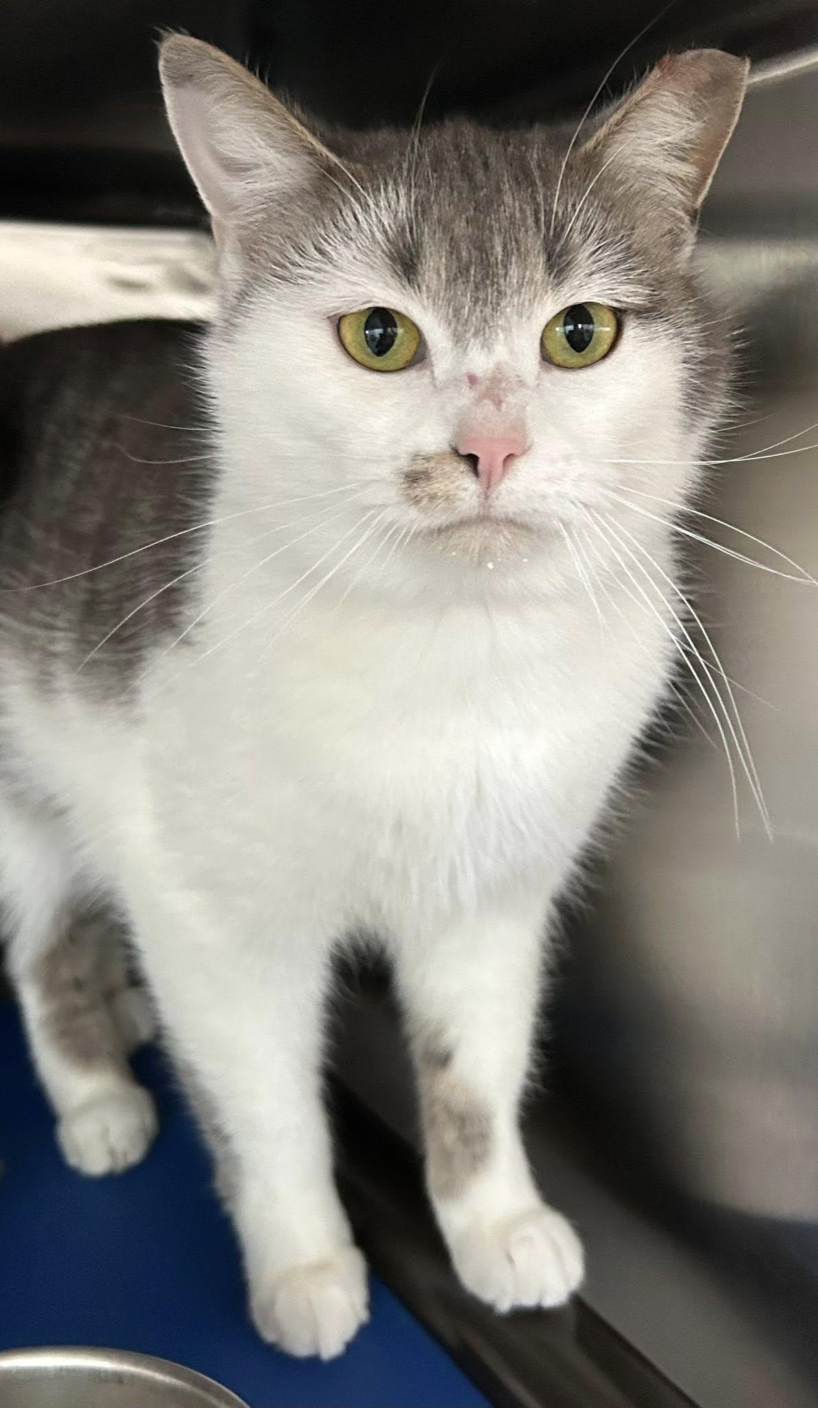 Enlarge Dolce, a ADOPTABLE Domestic Short Hair in Lincoln, MI image 1/1