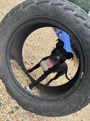 Toby Maguire (Underdog), Adoptable, Puppy Male Pit Bull Terrier & Mixed Breed.