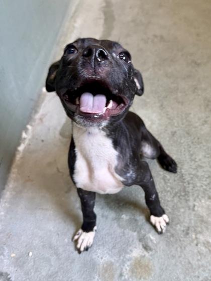 Toby Maguire, Adoptable, Puppy Male Pit Bull Terrier & Mixed Breed.