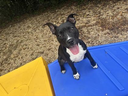 Enlarge Toby Maguire (Underdog), a Adoptable mixed breed in New Orleans, LA image 2/3