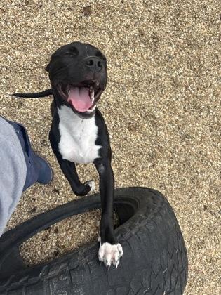 Enlarge Toby Maguire (Underdog), a Adoptable mixed breed in New Orleans, LA image 3/3