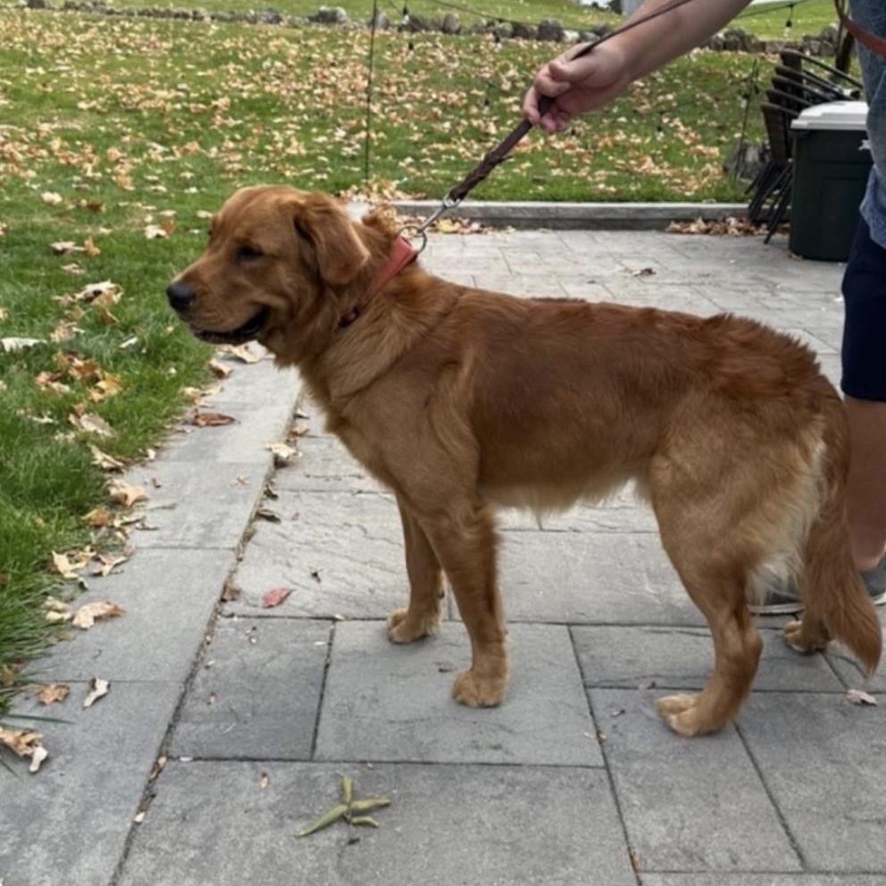 Cookie, adopted, Young Male Golden Retriever.