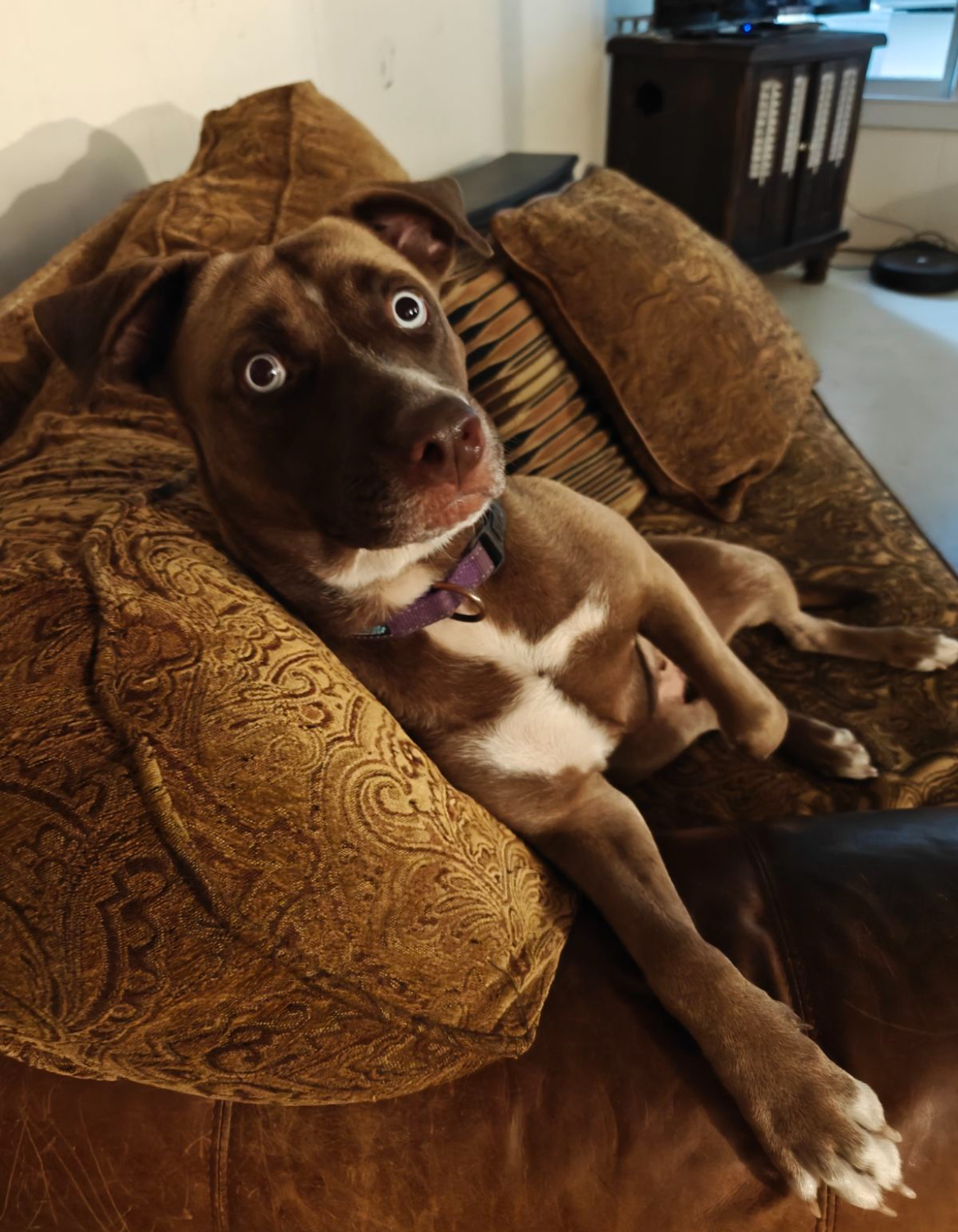 Enlarge Bailey, a Adoptable mixed breed in Inez, TX image 1/3