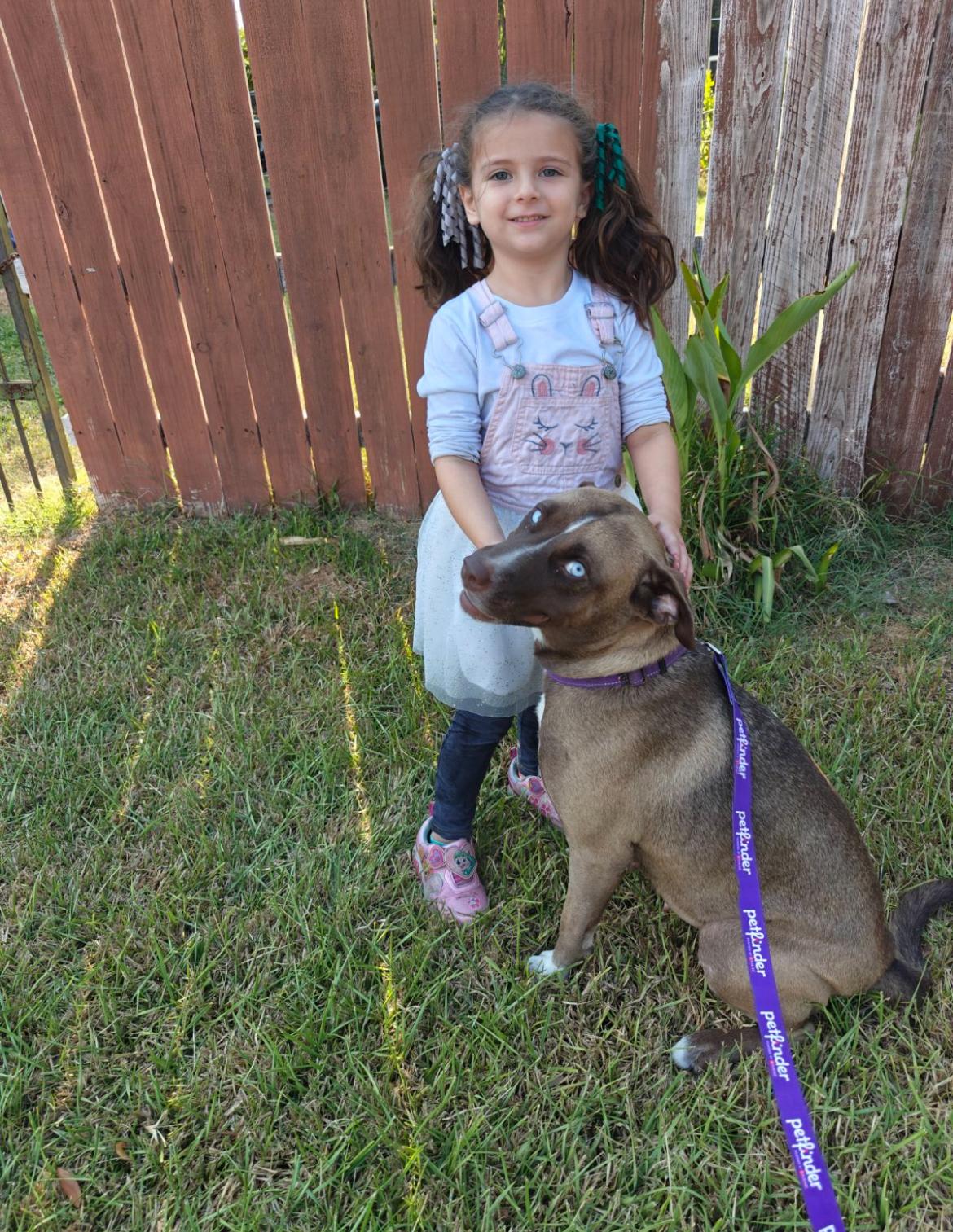 Enlarge Bailey, a Adoptable mixed breed in Inez, TX image 2/3